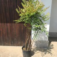 Nandina in vaso