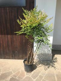 Nandina in vaso