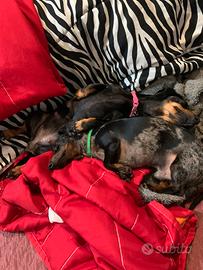 Fidanzata bassotto Arlecchino