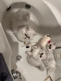 Gatto persiano chinchilla