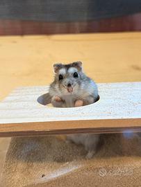 Cuccioli criceto russo