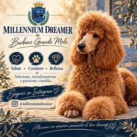 Barbone Grande Mole fulvo – cuccioli con pedigree