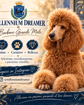 Barbone Grande Mole fulvo – cuccioli con pedigree