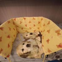 Traversina letto bimbo Trudi