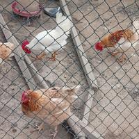 Gallo Ruspante casareccio