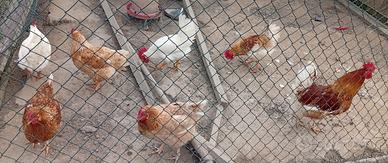 Gallo Ruspante casareccio