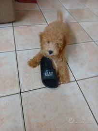 Barboncino nano Thiago