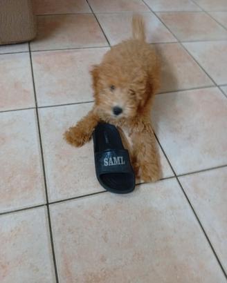 Barboncino nano Thiago