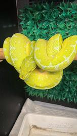 Morelia viridis (sorong)
