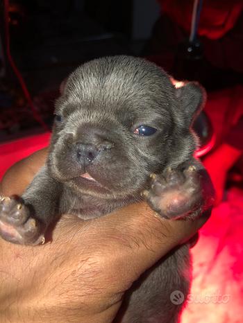 Bulldog francese esotico blu maschio
 in vendita a San Sperate