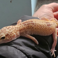 Geco leopardino