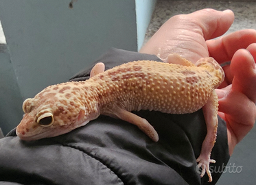 Geco leopardino