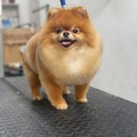 Spitz Pomerania per fidanzata