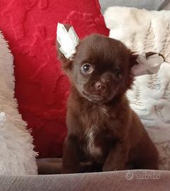 Chihuahua cucciolo Chocolate