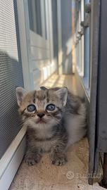 Gattini