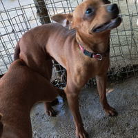 Pinscher nano x monta