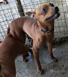 Pinscher nano x monta