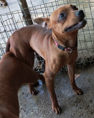 Pinscher nano x monta