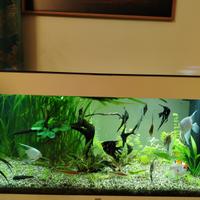 Acquario Juwel