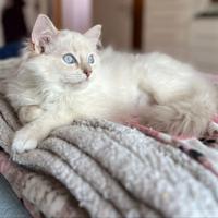 Ragdoll