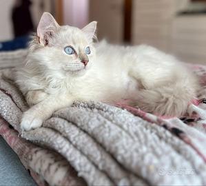 Ragdoll