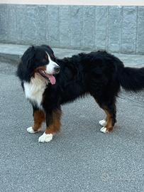 BOVARO DEL BERNESE DISPONIBILE PER MONTA
