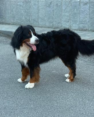 BOVARO DEL BERNESE DISPONIBILE PER MONTA