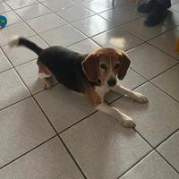 Cane razza beagle