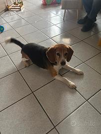 Cane razza beagle