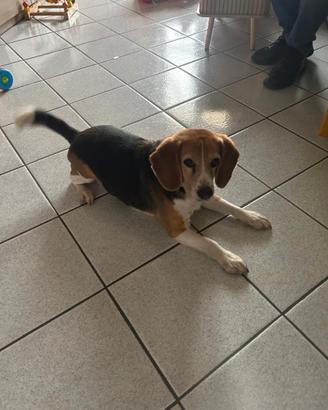 Cane razza beagle