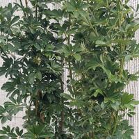 siepe da balcone per coprire h150