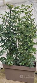 siepe da balcone per coprire h150