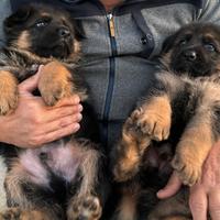 Cuccioli pastore tedesco