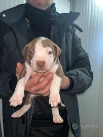 Pitbull maschi UKC red nose