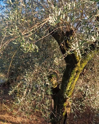 Piante ulivo 50 anni