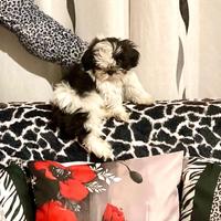 Shitzu Shihtzu Shih Tzu