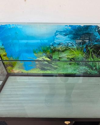 acquario 