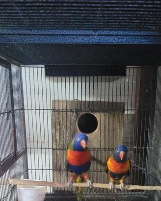 Coppia lori arcobaleno più due femmine