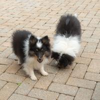 Pastore shetland il piccolo lassie in miniatura