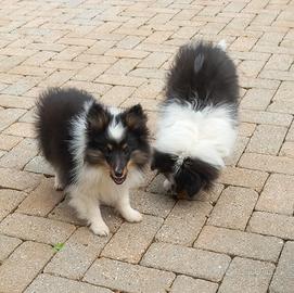 Pastore shetland il piccolo lassie in miniatura