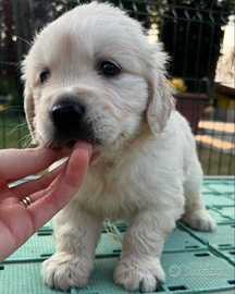 Orsetti di golden retriever inglesi