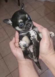 Chihuahua mini mini con Pedigree ENCI
