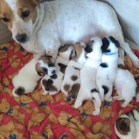 Cuccioli di jack Russell