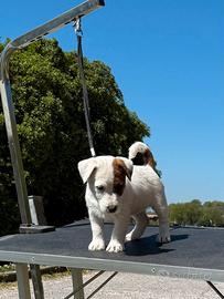 Femminucce di altissima genealogia