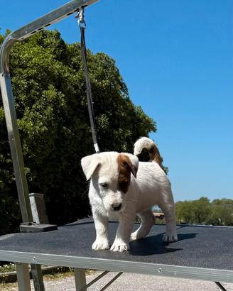 Femminucce di altissima genealogia