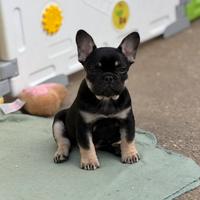 Bulldog francese femmina