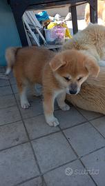 cucciola Akita inu