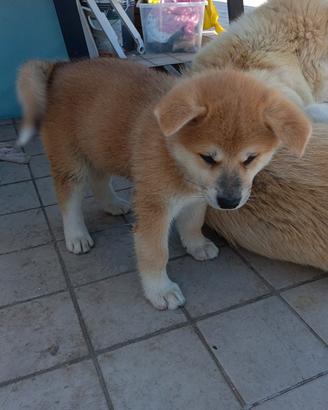 cucciola Akita inu