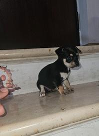 Chihuahua mini toy