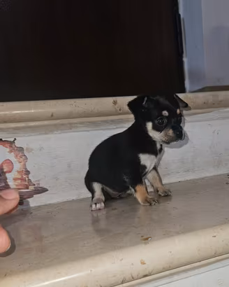 Chihuahua mini toy